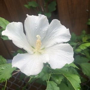 Meet your Posher, Angel